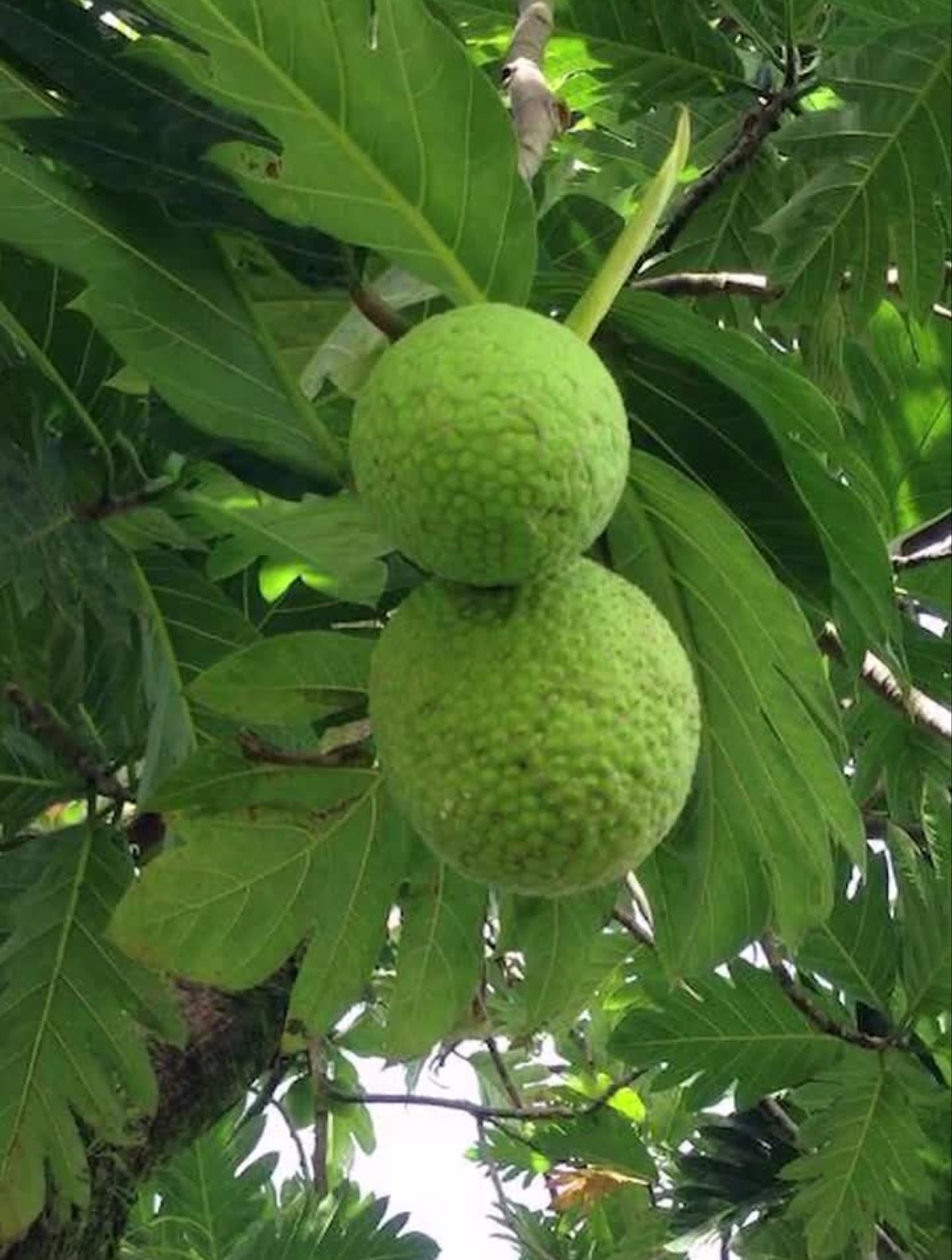 你见过面包树吗?神奇植物园艺