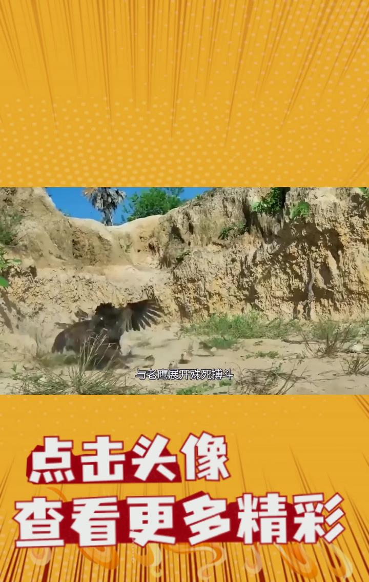 现实版老鹰捉小鸡?老母鸡为保护孩子,与老鹰殊死搏斗