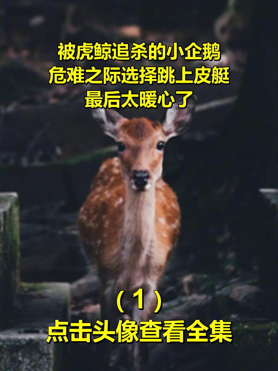 被虎鲸追杀的小企鹅,危难之际选择跳上皮艇,最后太暖心了1