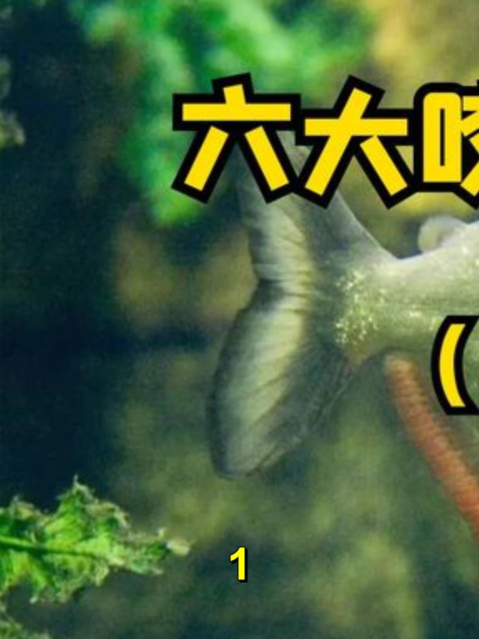 六大咬合力大的鱼类,黑色食人鱼1