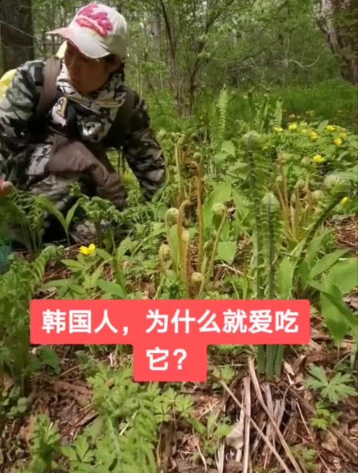 山里人采野生微菜,也叫牛毛广