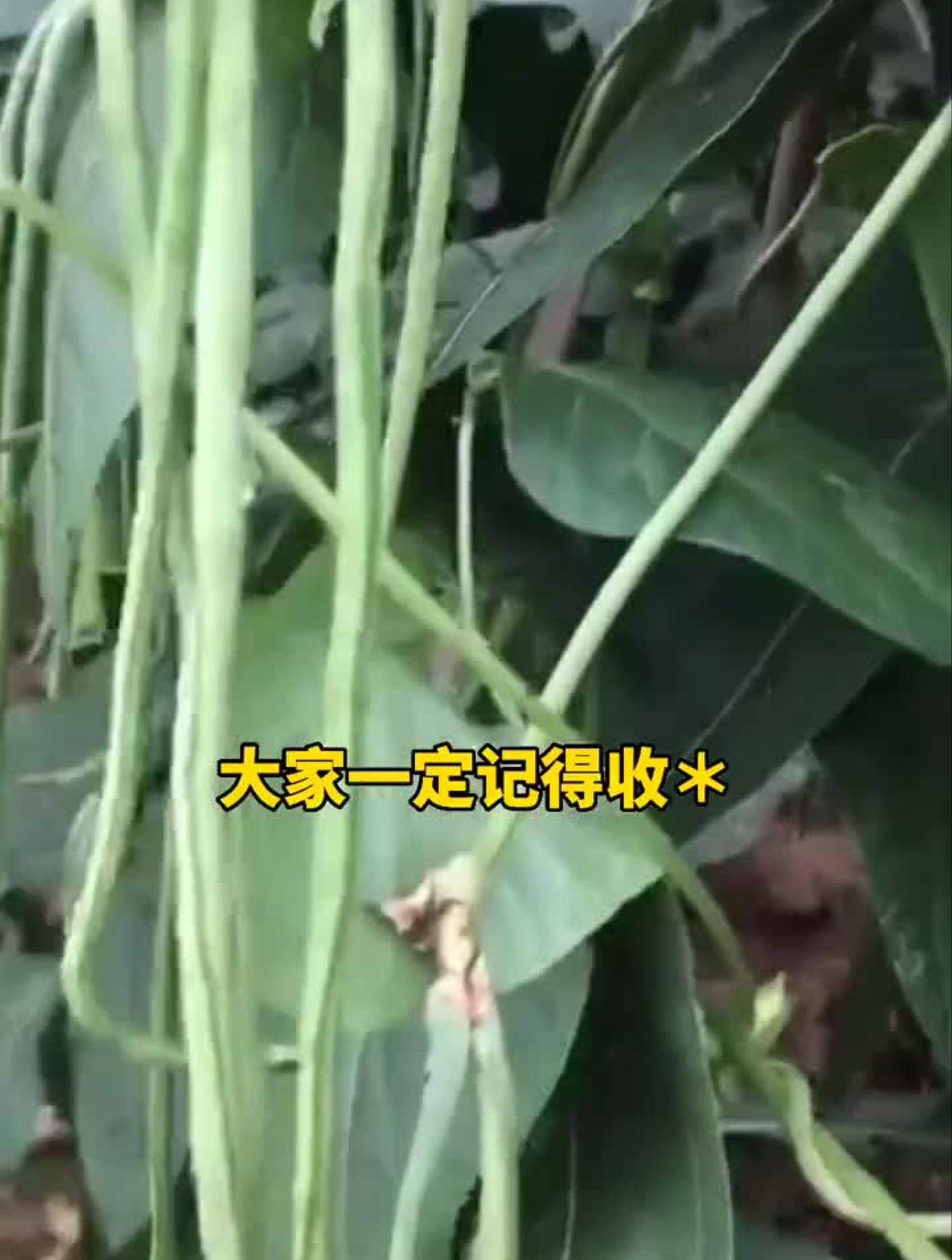 农业三农蔬菜豆角种植高产小妙招蔬菜种植增产种植种菜