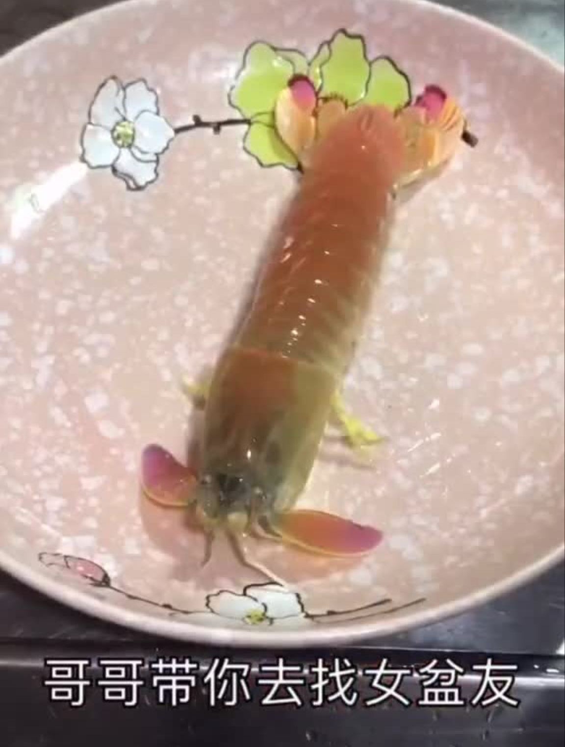 皮皮虾我们去溜达溜达皮皮虾0