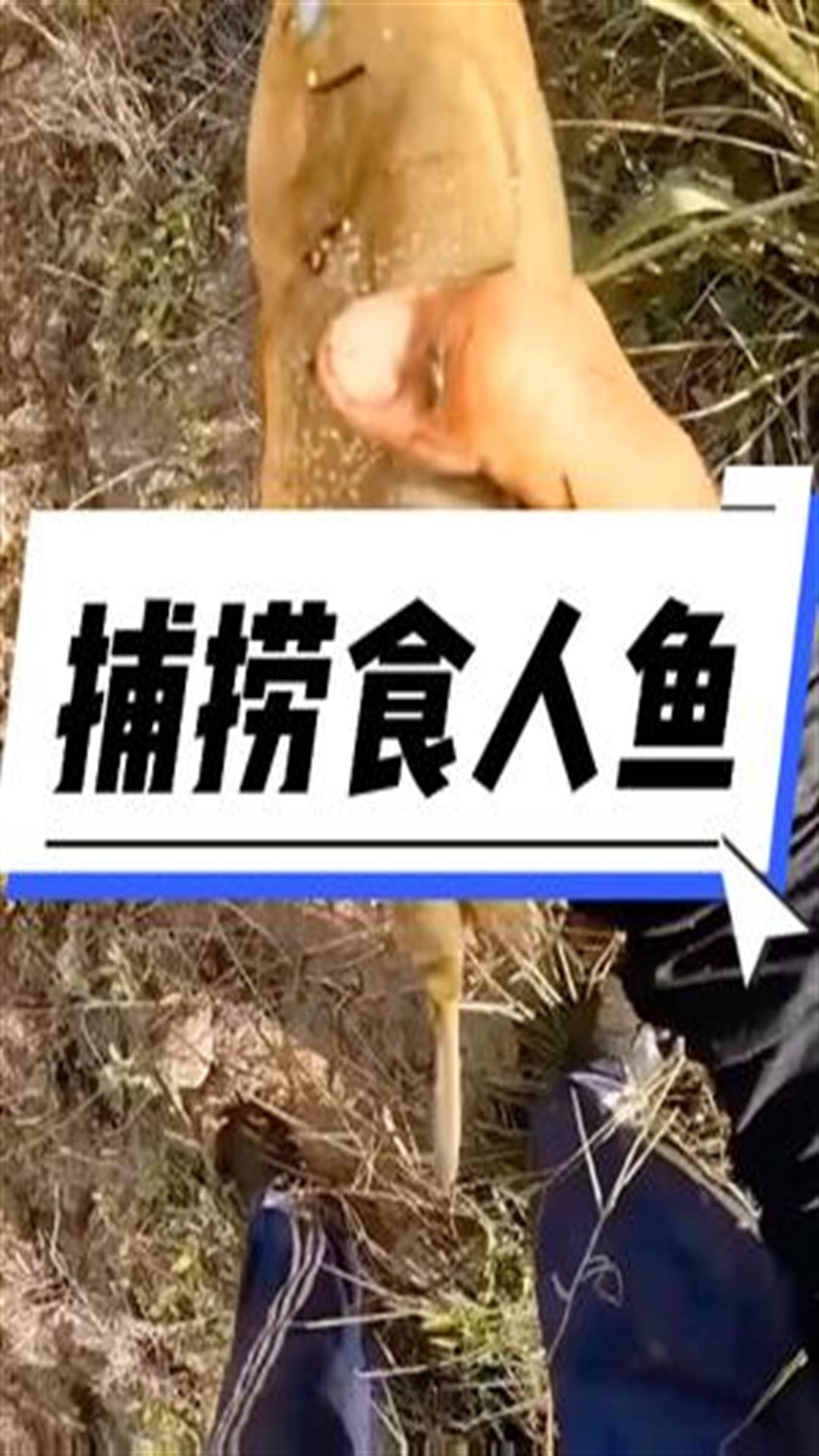 食人鱼肉质鲜嫩富有嚼劲,但也非常凶猛,连海哥也怂了2