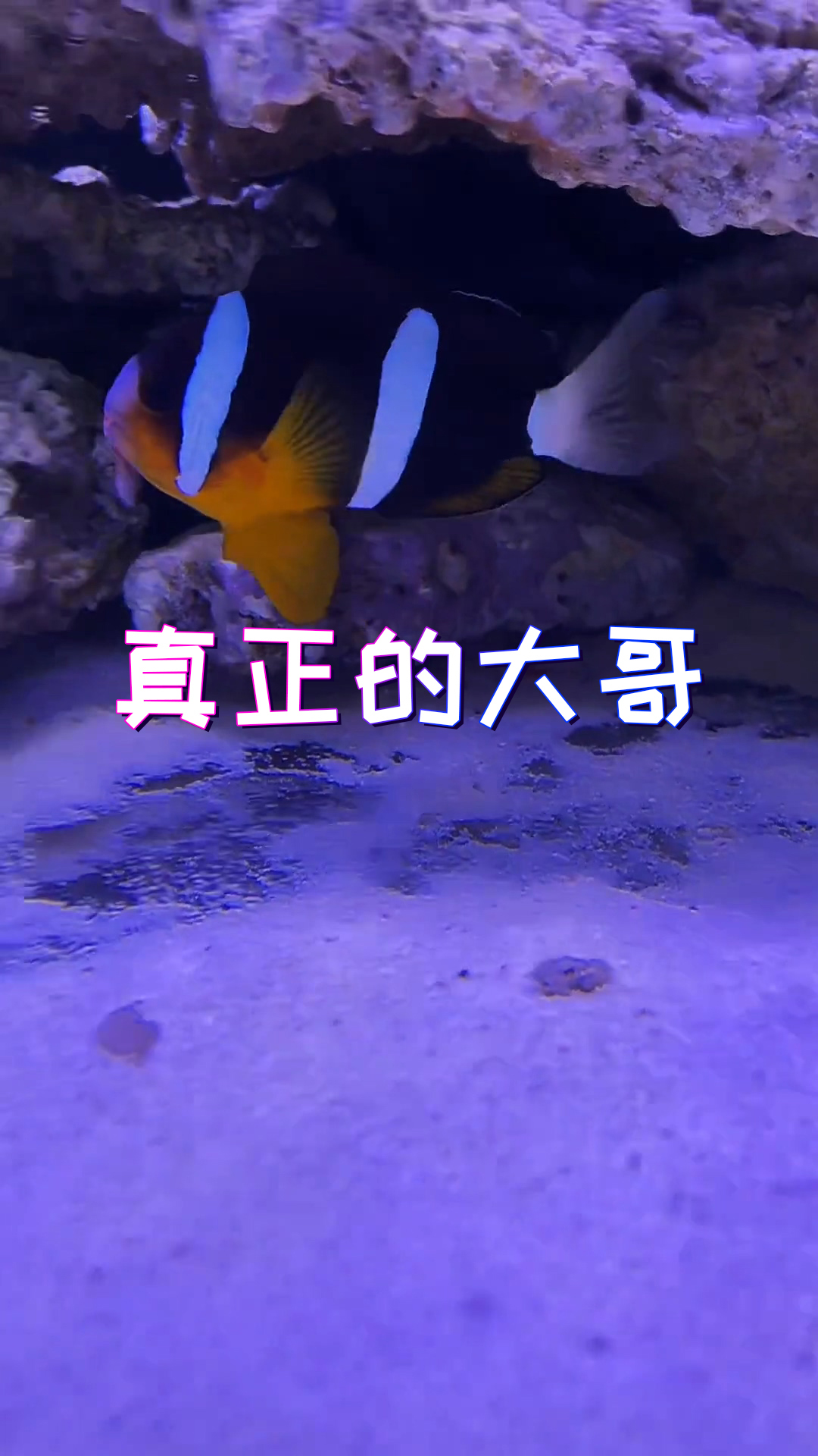 这海鳗的鼻子太有特点了!