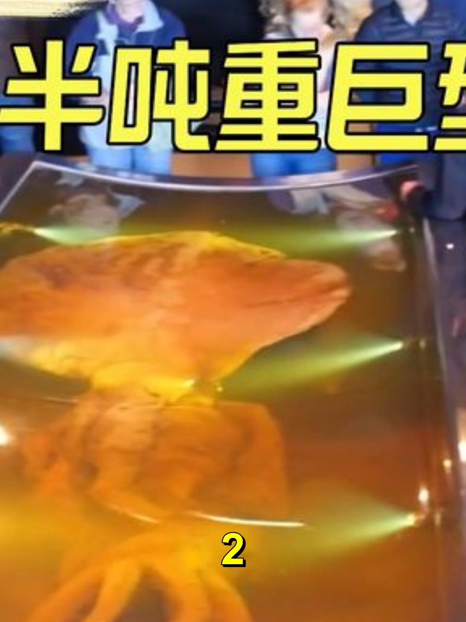 5米长半吨重的巨型鱿鱼!带你探秘南极深处的巨兽!2