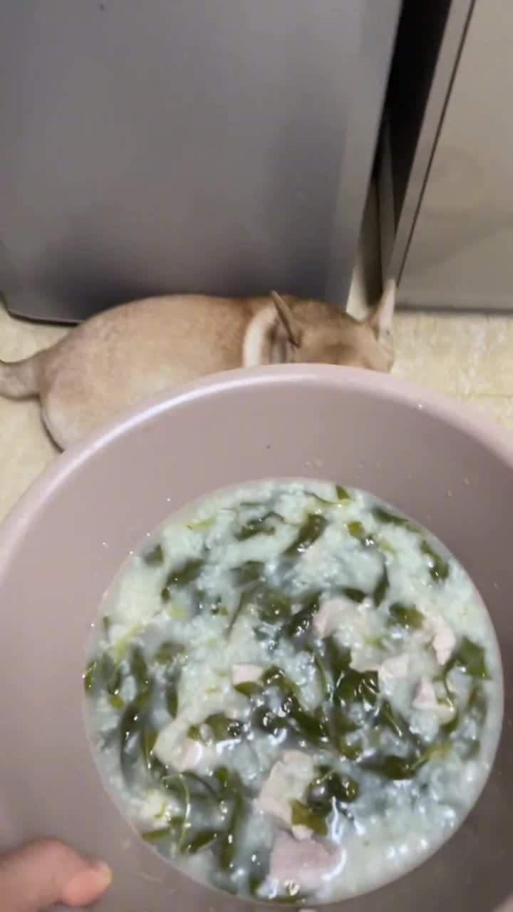 开饭啦 瘦肉枸杞叶粥