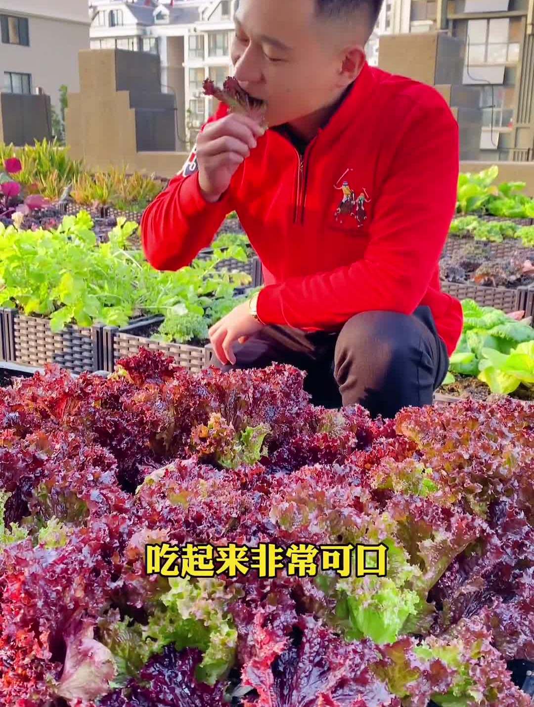 就是这个好吃好看的紫叶生菜2021新农人计划阳台种菜种菜