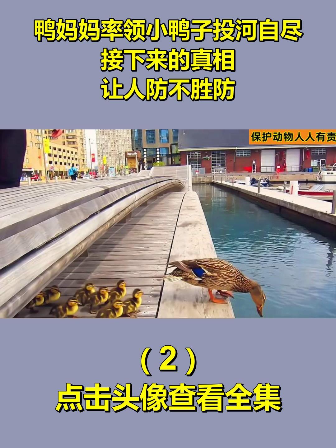 鸭妈妈率领小鸭子投河自尽,接下来的真相,让人防不胜防!2