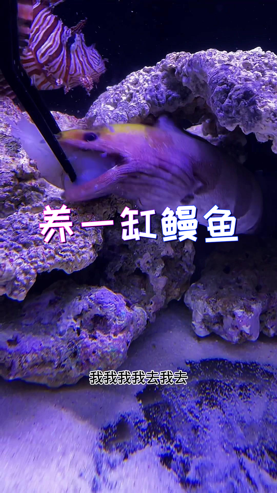 九鳗缸……要不要搞一个呢?