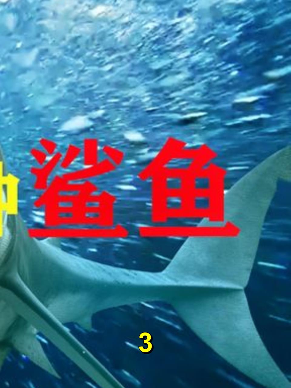 人类发现最危险的鲨鱼有哪些?为何它们能处于海洋食物链的顶端?3