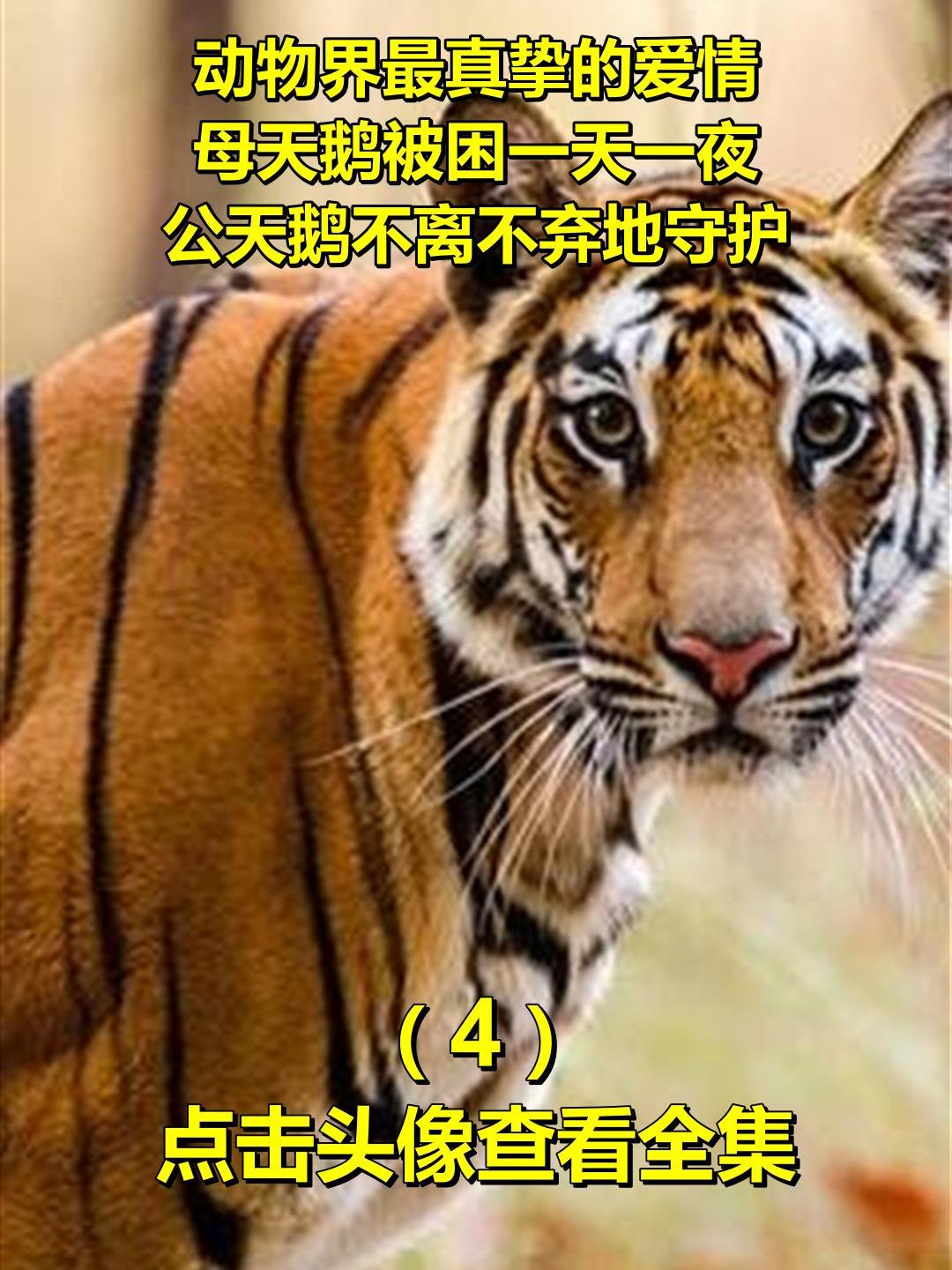 动物界最真挚的爱情,母天鹅被困一天一夜,公天鹅不离不弃地守护
