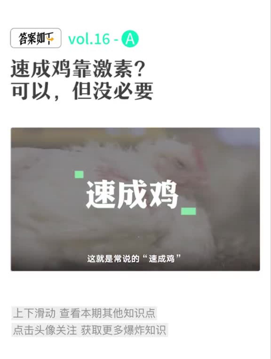 速成鸡是激素打大的?不可能!鸡科学养鸡