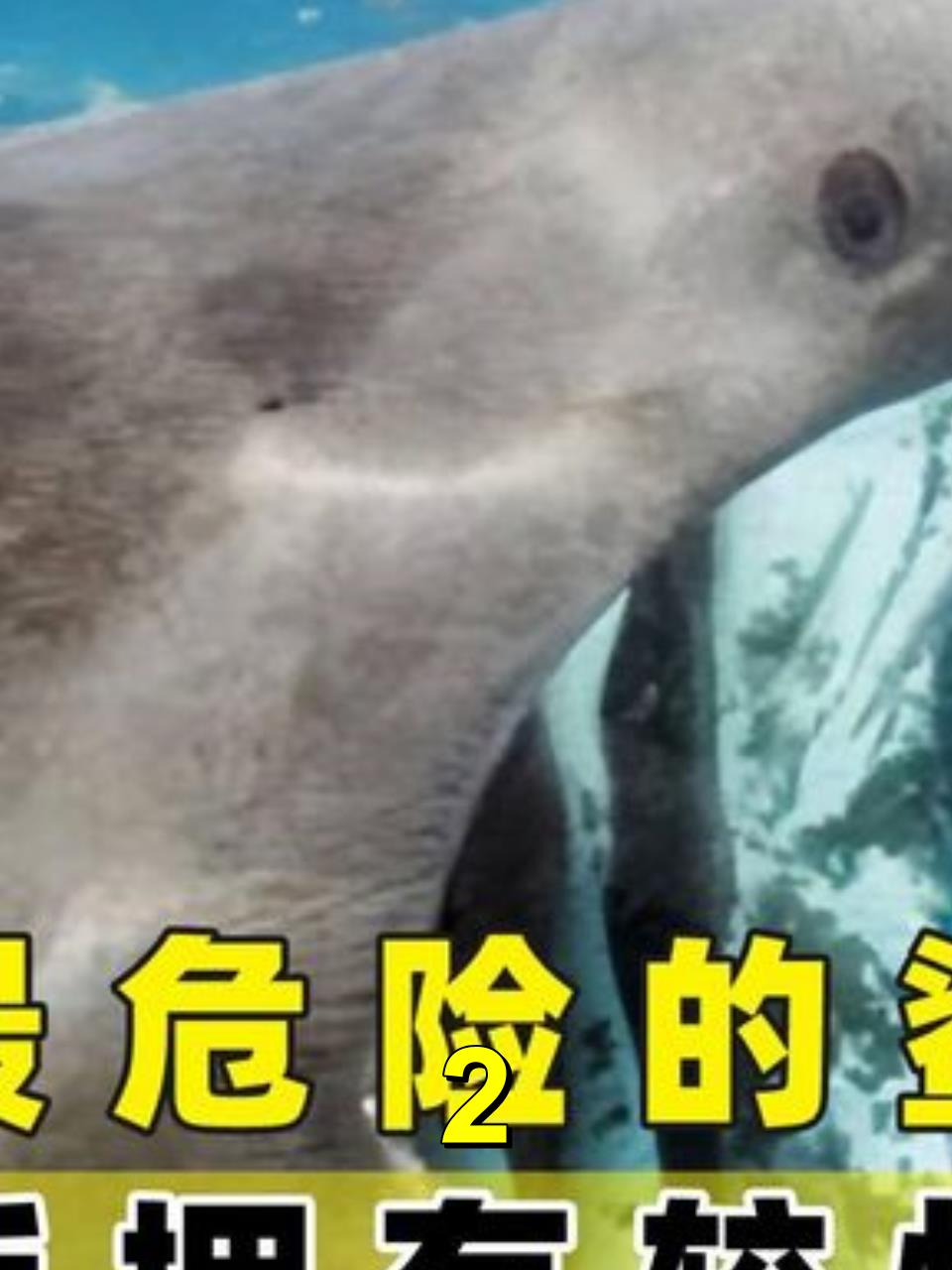 海洋最中最危险的鲨鱼公牛鲨,游泳能手拥有较快的速度2