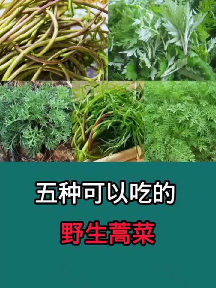 在野外经常见到的可以做成美食的蒿菜