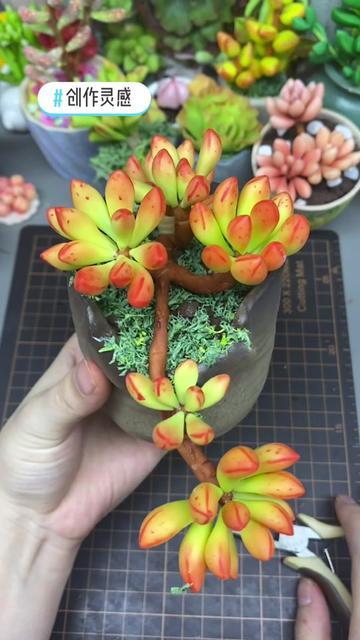 手工粘土多肉小红旗青少年