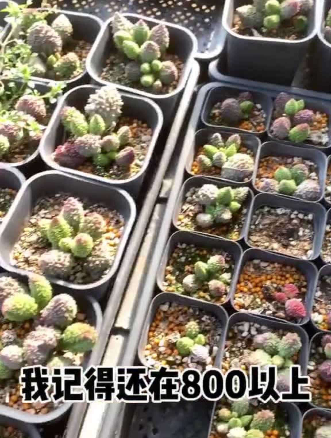 三年前的一株植物,现在拥有一千多