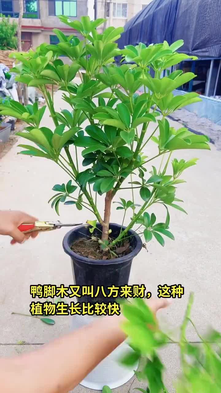 鹅掌木的修剪,这样几步,造型更优美
