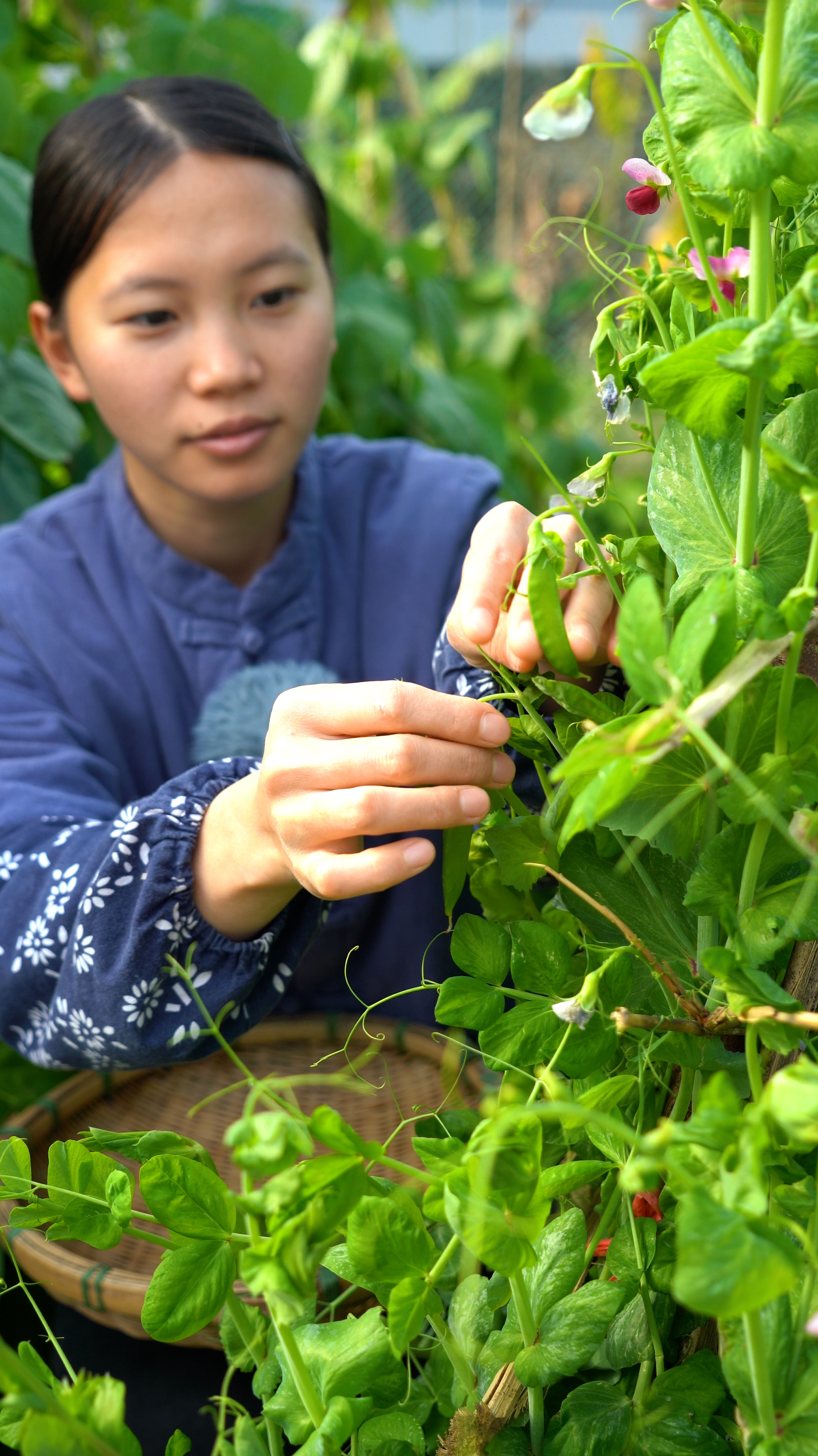 家有豌豆初长成,嫩绿的豆子昭示着春回大地,摘来炒腊肉香气扑鼻