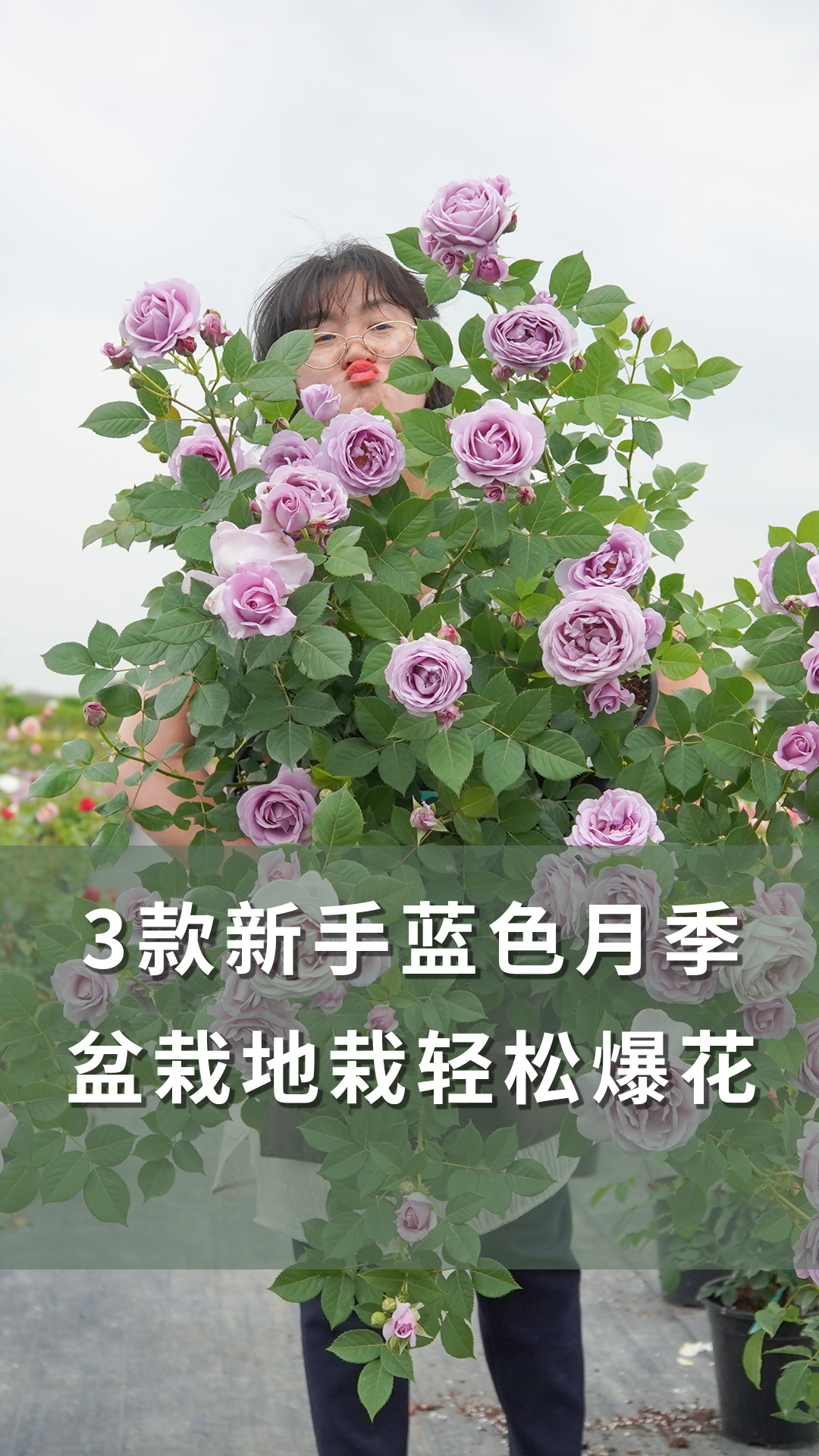 3款新手蓝色月季,盆栽地栽轻松爆花「海妈植物推荐」