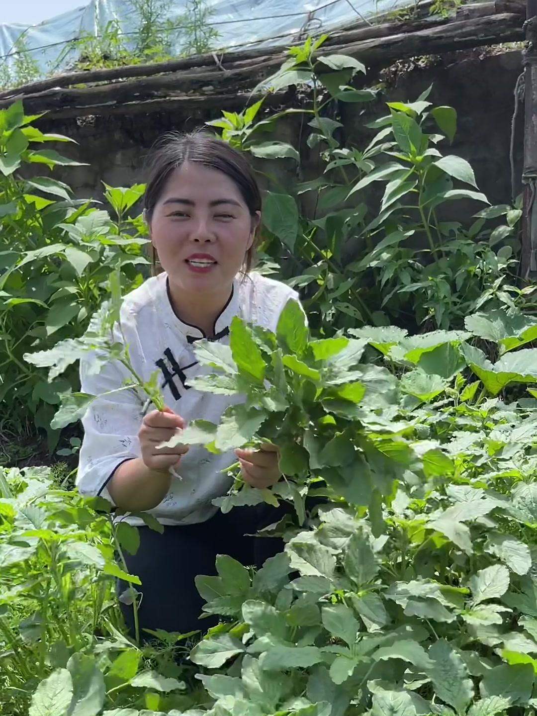在农村很常见的野苋菜,又名母猪菜,你的家乡怎么称呼它的