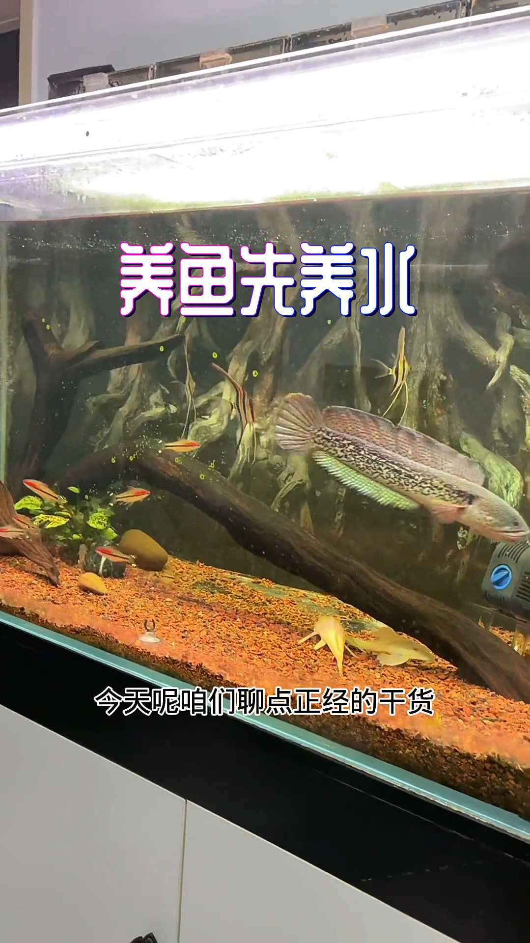 养鱼就是养水,水好鱼才能好
