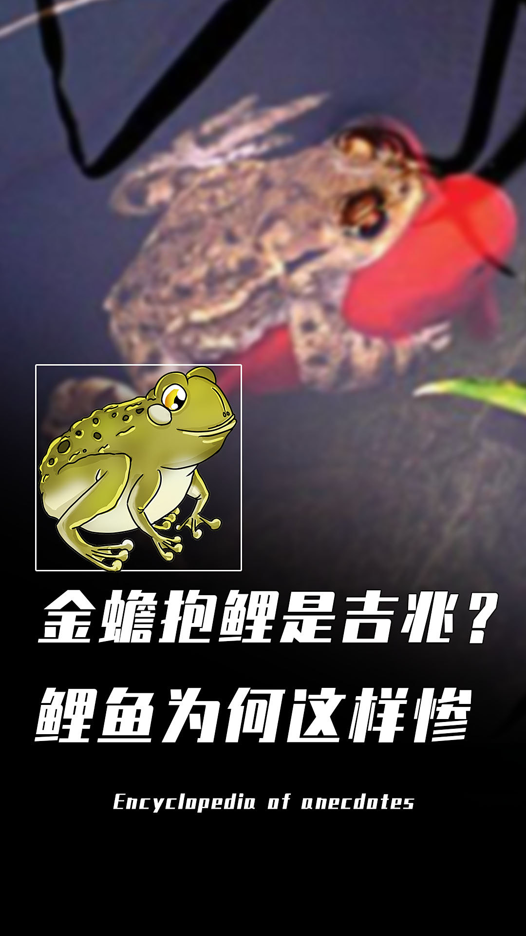 为何癞蛤蟆会牢牢抱住鲤鱼,直至鱼儿死亡?