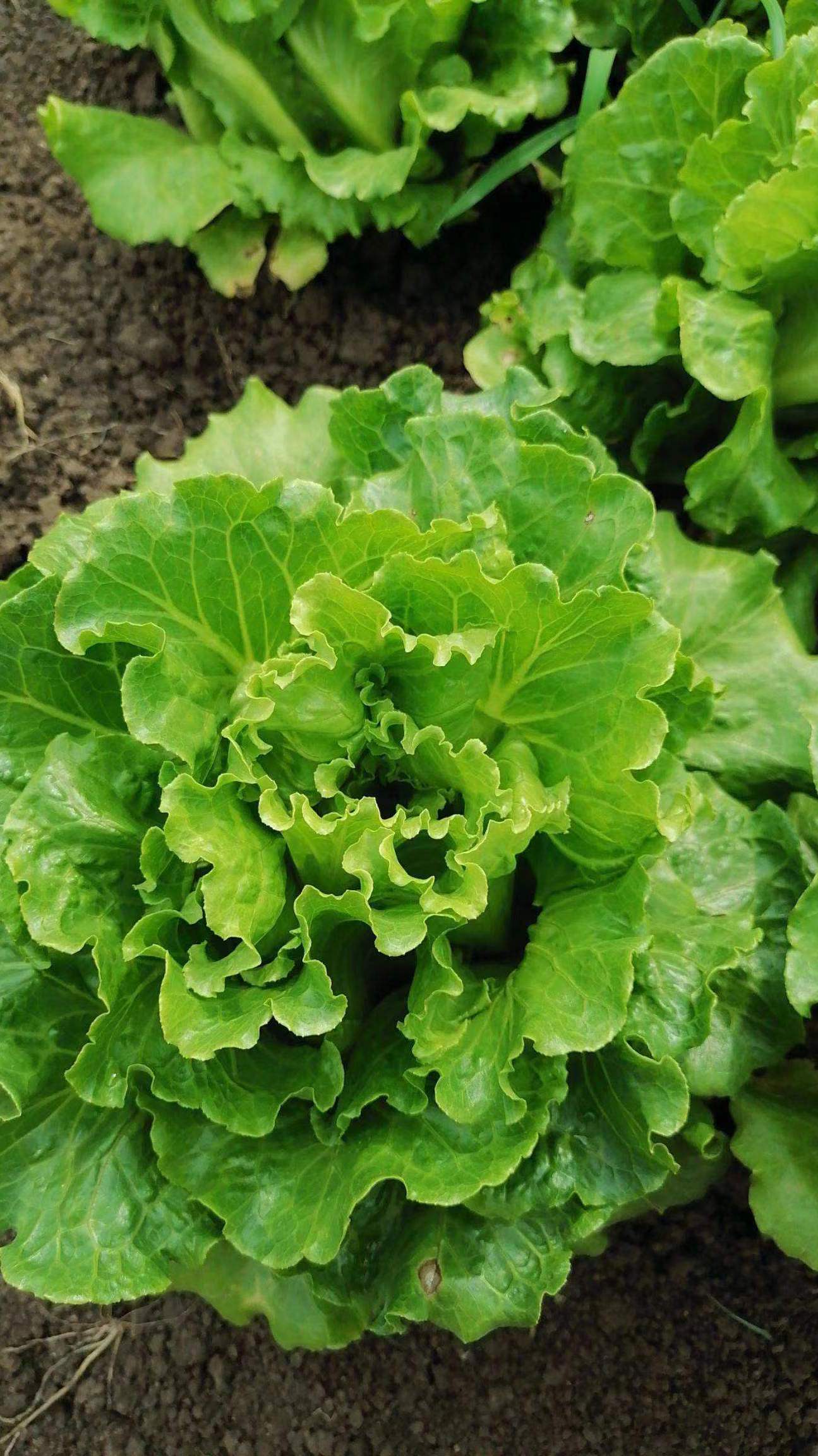孔雀菜和生菜的区别