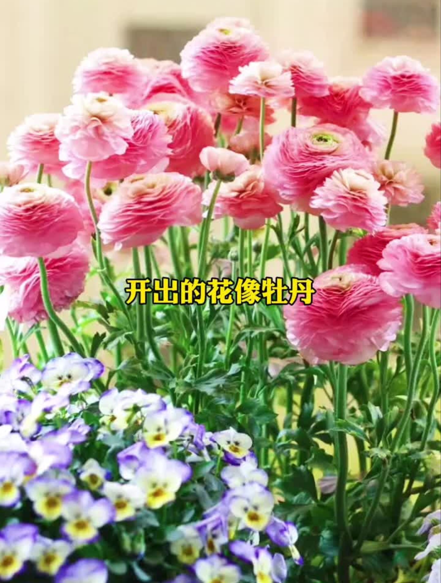 花毛茛又叫做芹叶牡丹