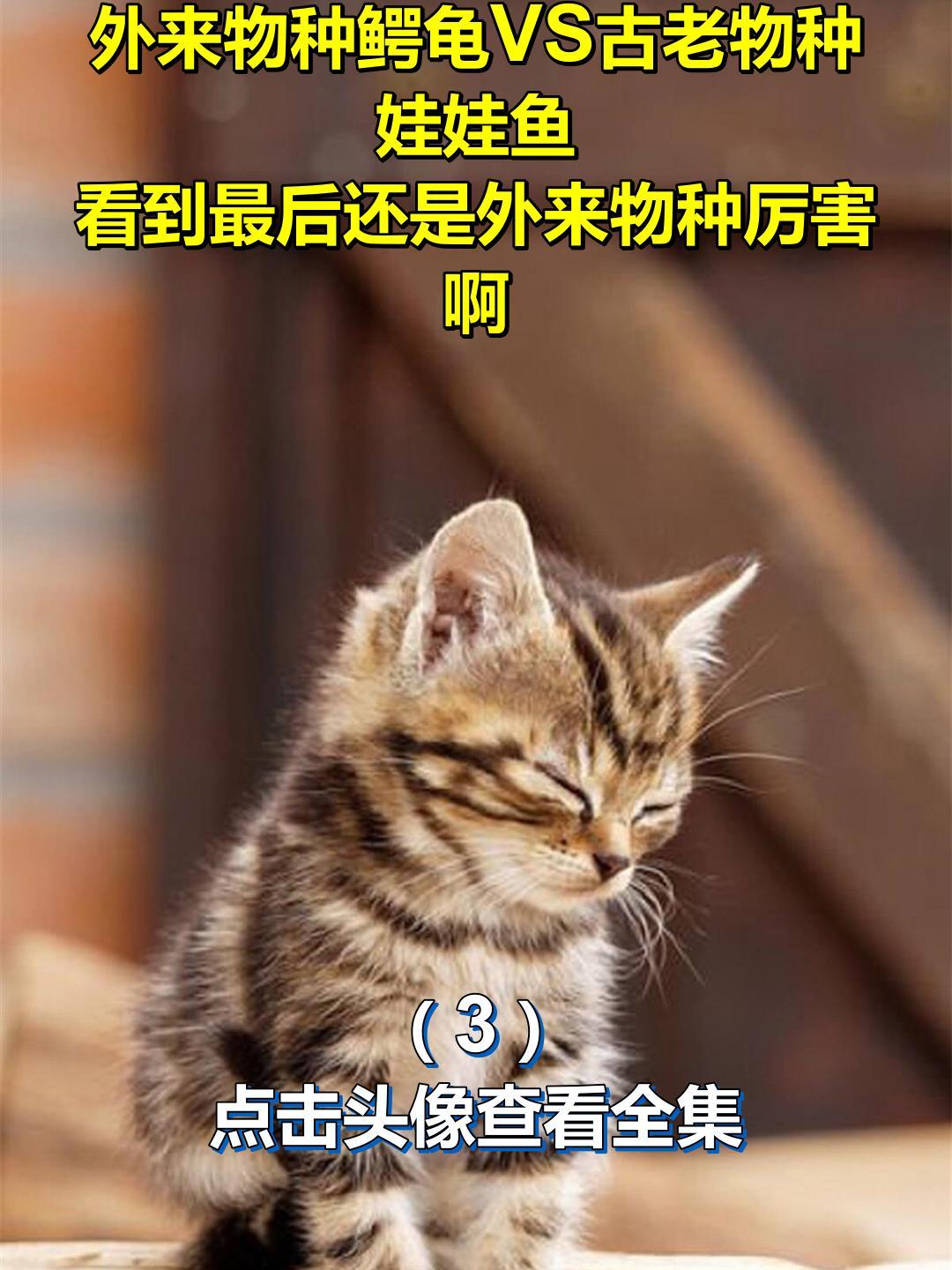 外来物种鳄龟VS古老物种娃娃鱼,看到最后还是外来物种厉害啊3