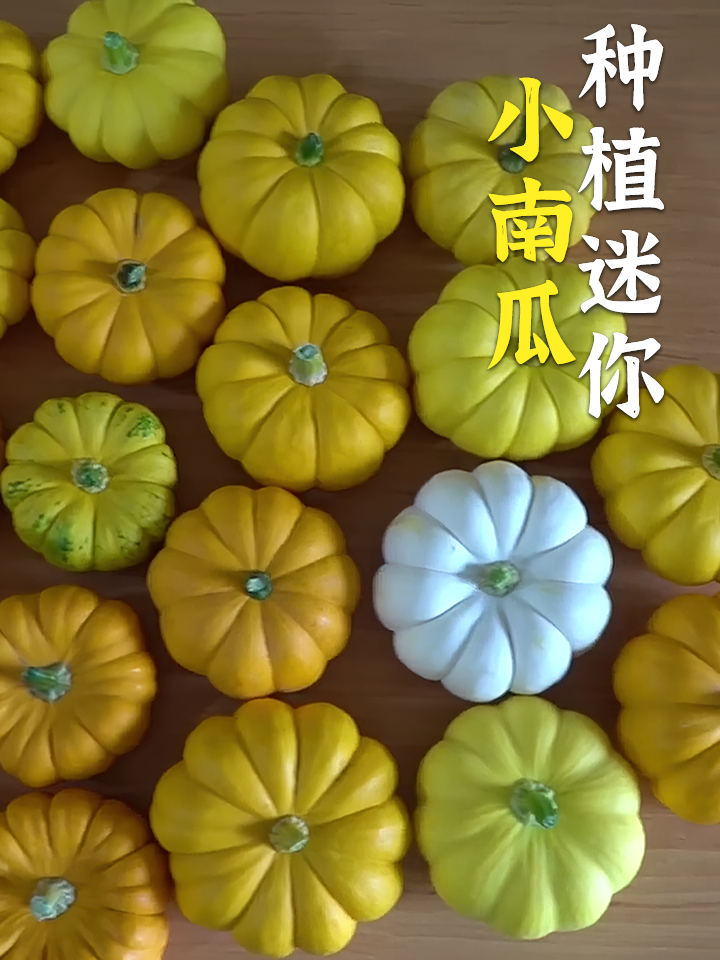 7月可以种什么蔬菜?推荐种植迷你小南瓜,不仅方法简单还高产!