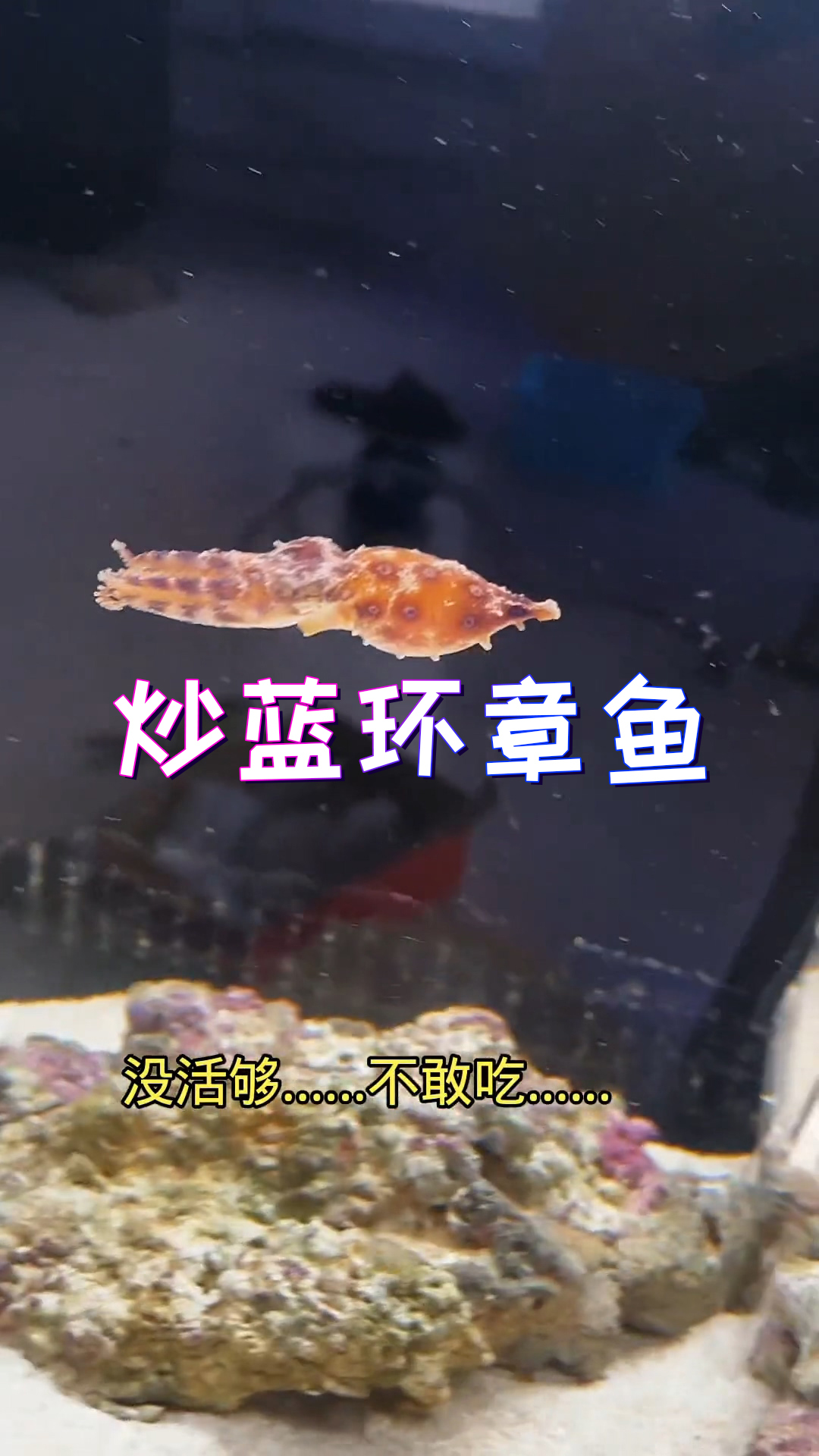 蓝环章鱼烹饪教程请收下,段子而已切勿模仿!
