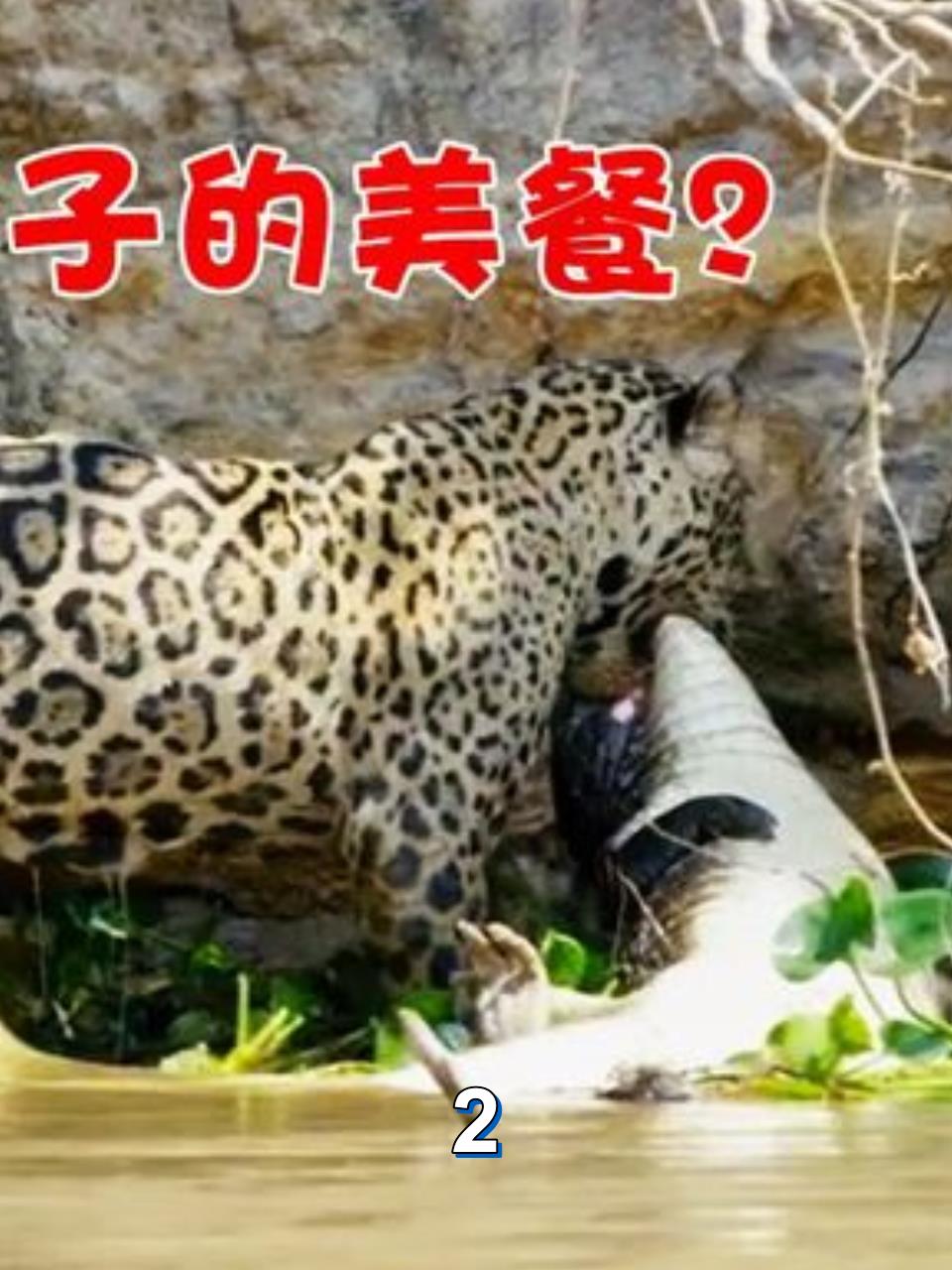 实拍美洲豹捕杀鳄鱼,身长2米的鳄鱼,竟然在水中被咬死!纪录片2