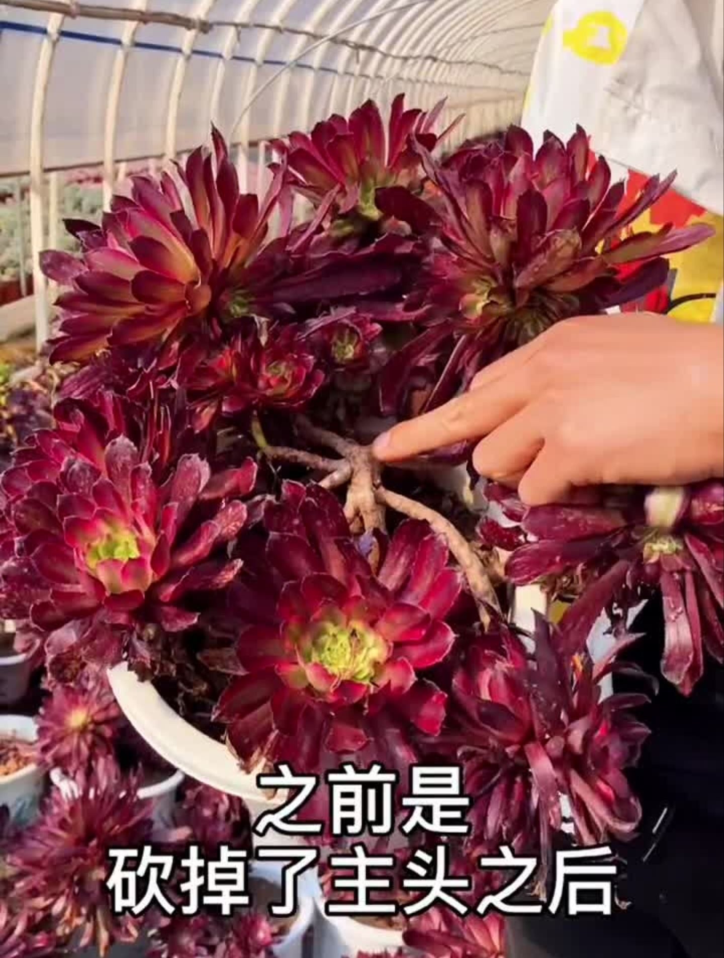 多肉植物法师,在线养护21