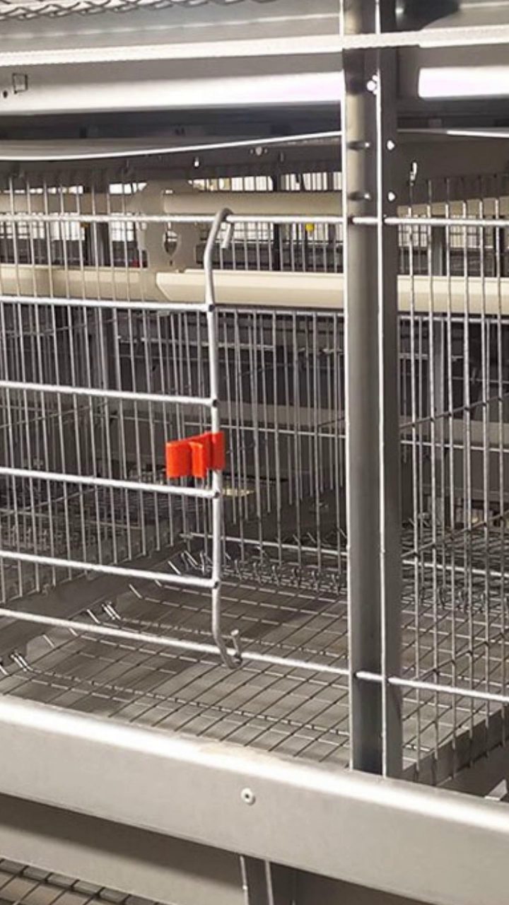 H型鸡笼,实现鸡舍内流水线作业 自动化养殖