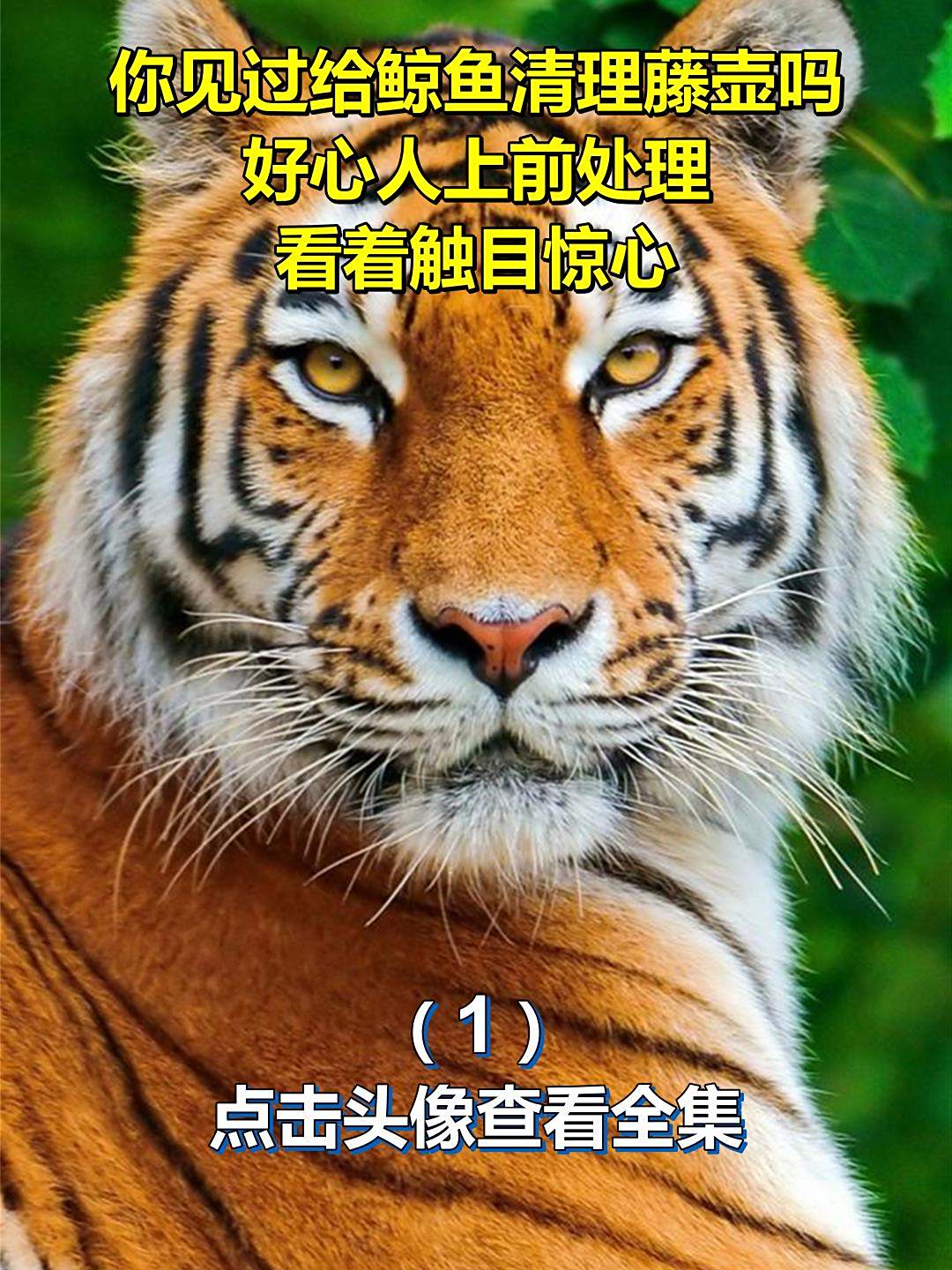 你见过给鲸鱼清理藤壶吗,好心人上前处理,看着触目惊心1