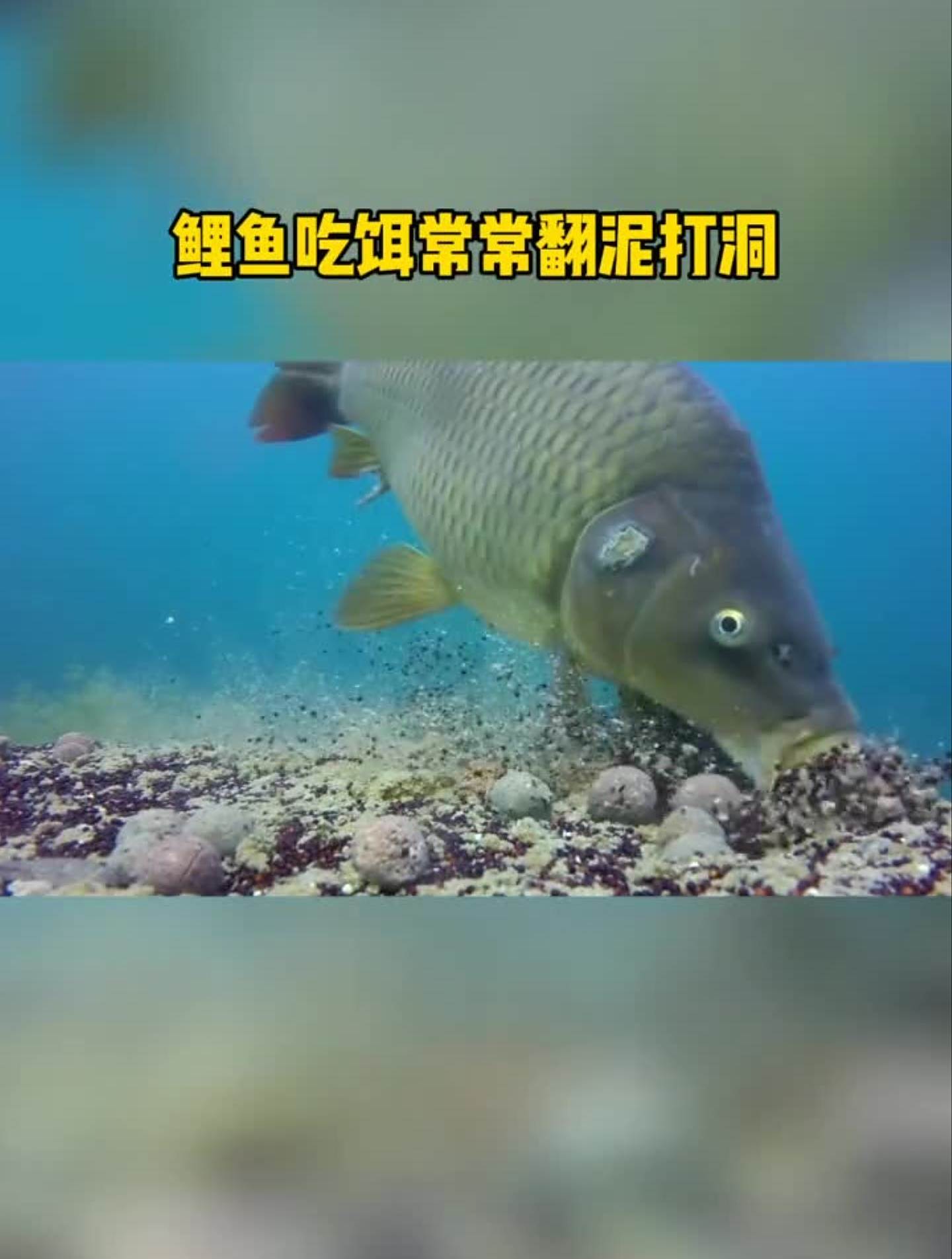 鲤鱼水底下吃饵是什么样子的野钓钓鱼