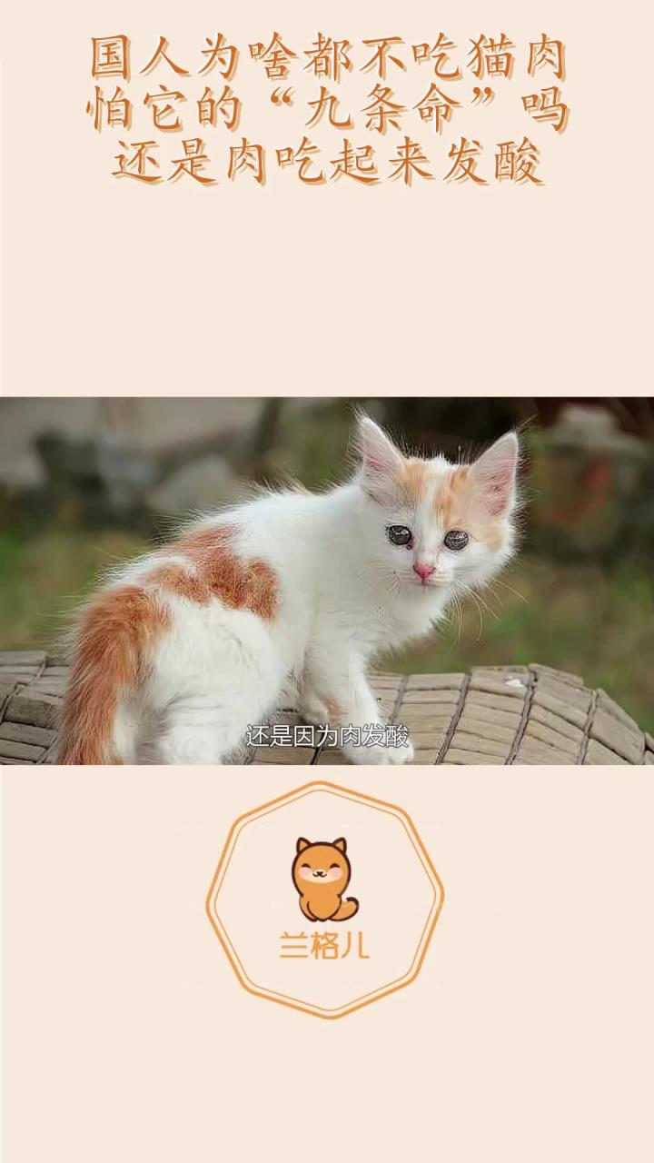 国人为啥都不吃猫肉?怕它的“九条命”吗?还是肉吃起来发酸?
