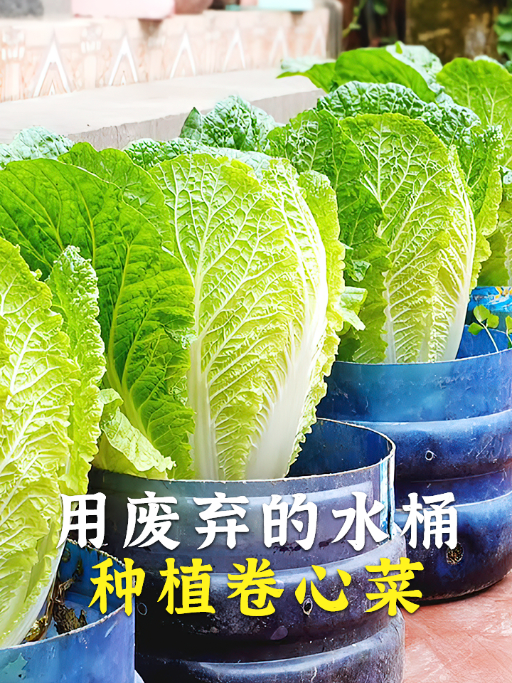 手把手教你在家种卷心菜,轻轻松松收获一大盆,冬天再也不缺菜了