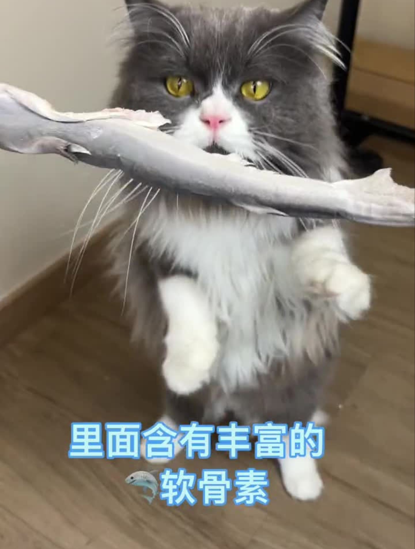 说实话我都不信,小猫咪竟然吃上鲨鱼了
