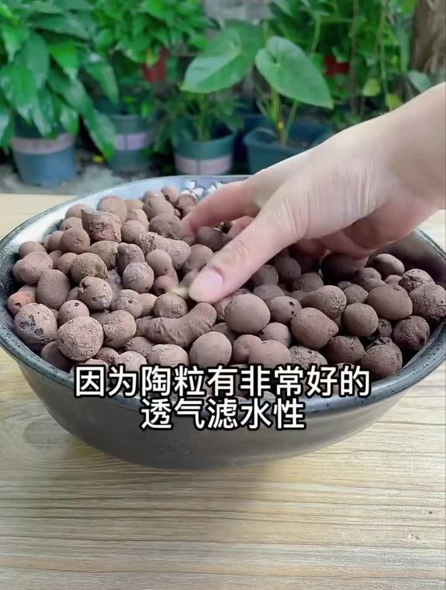 不管种什么花,都可以在盆底垫一层陶粒,养好根更容易