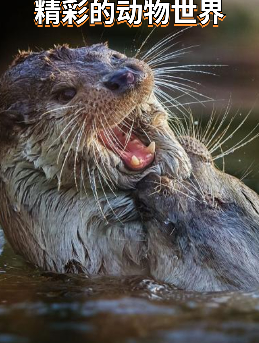 小黄狗被花豹生擒活拿!主人在下面急火燎心1