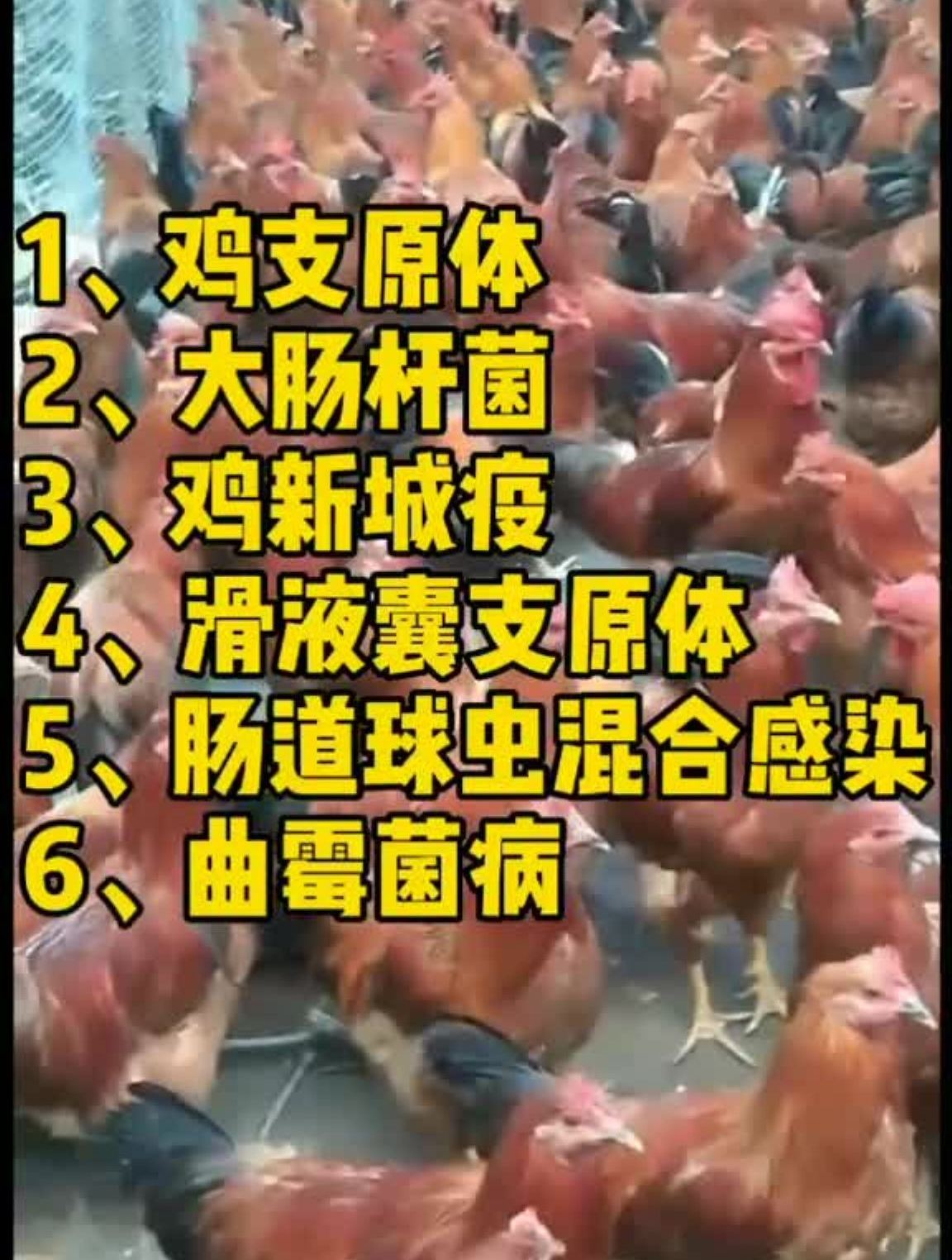 鸡场最高发的6种病养鸡最棒散养土鸡