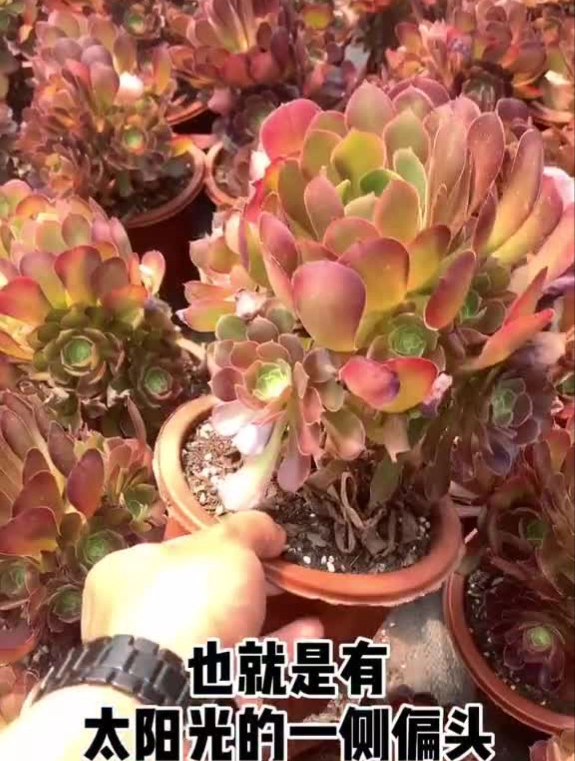 巫毒法师,美杜莎法师,你能分辨出来吗?