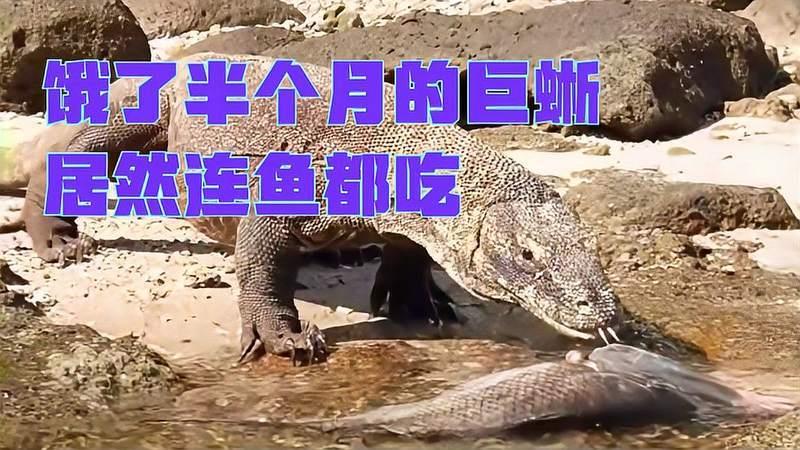 饿了半个月的巨蜥,居然连鱼都吃,关键时刻还是保命要紧!