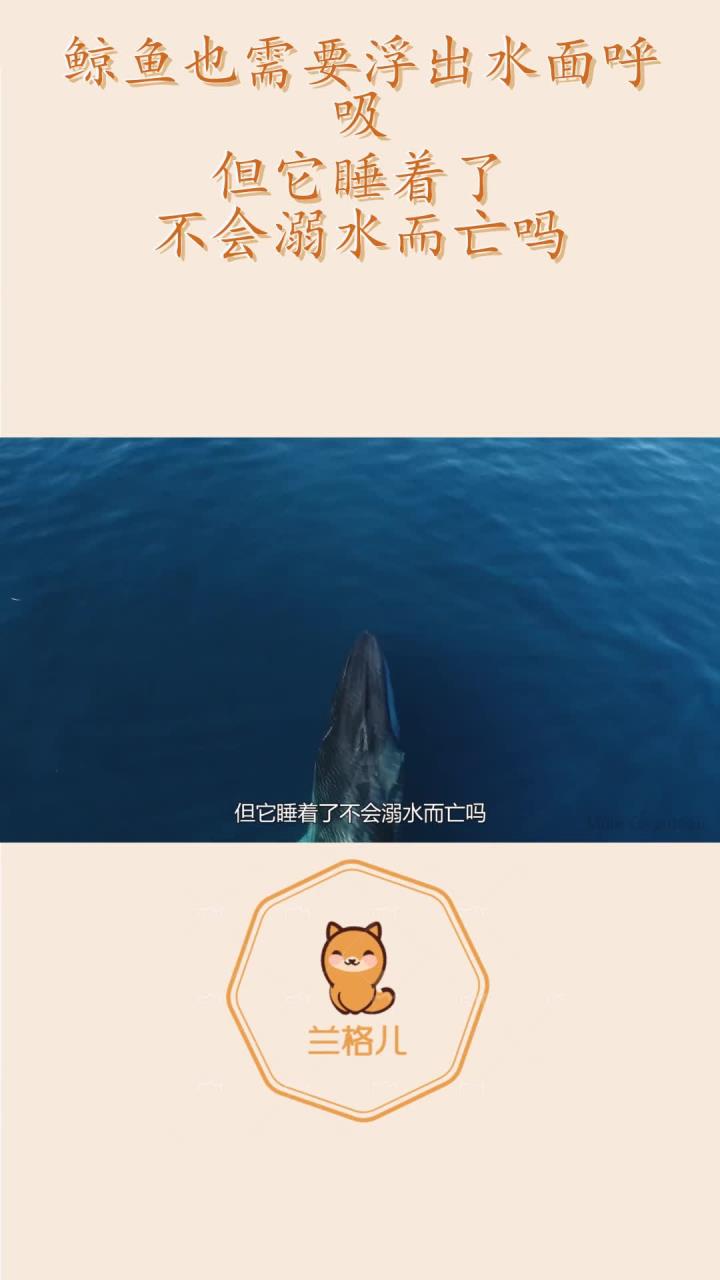 鲸鱼也需要浮出水面呼吸,但它睡着了,不会溺水而亡吗?