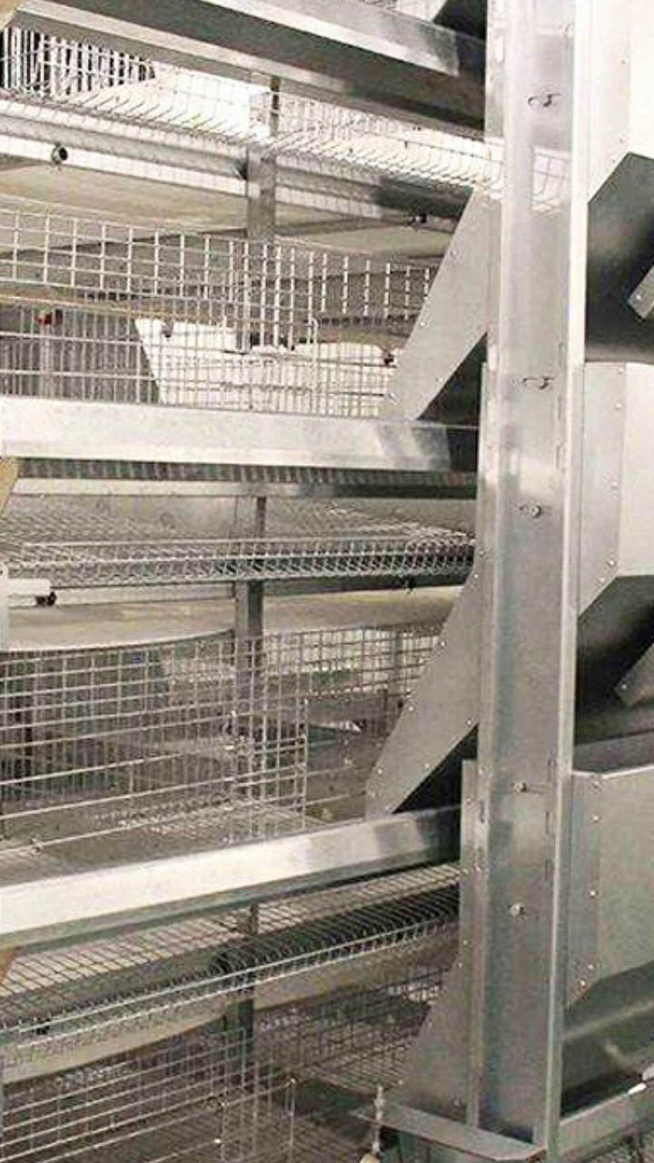 饲喂从此不再辛苦,试试跨料箱式上料机 跨料箱式上料机 喂鸡设