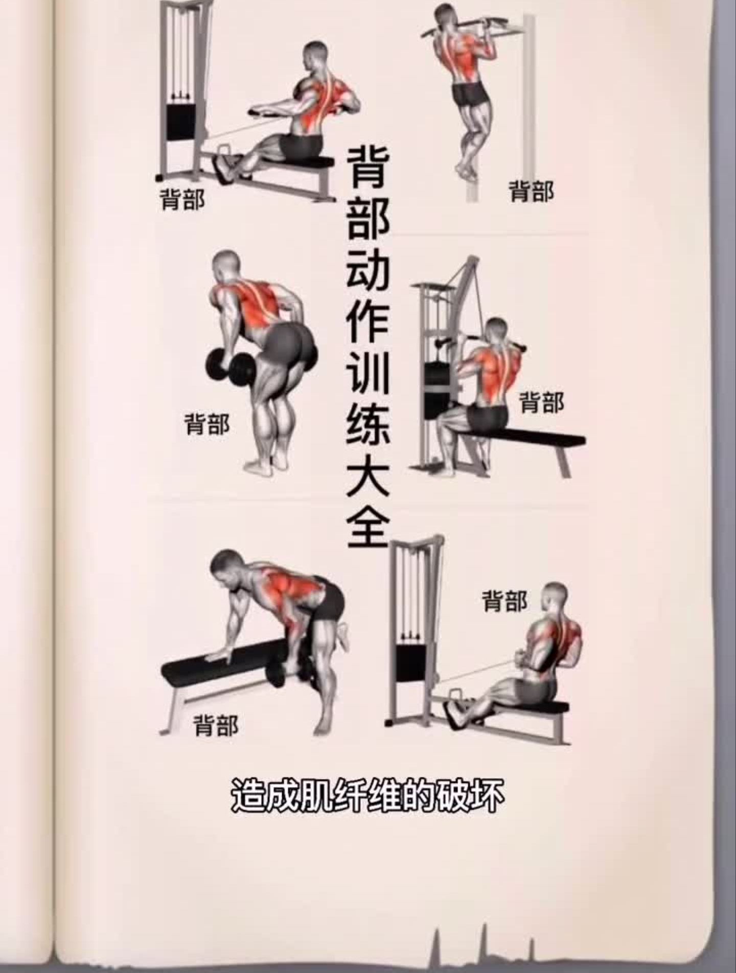 肌肉生长的原理背部训练自律打卡