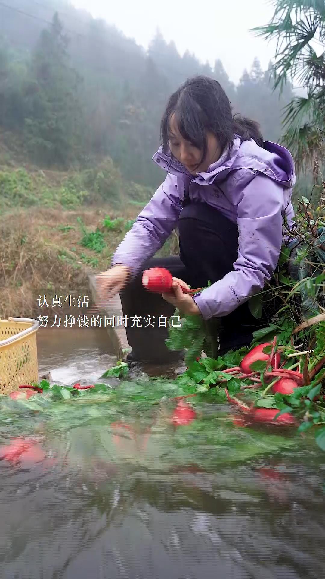 明天就要下雪了,腌了酸萝卜,还有老表做的酸萝卜炒猪大肠