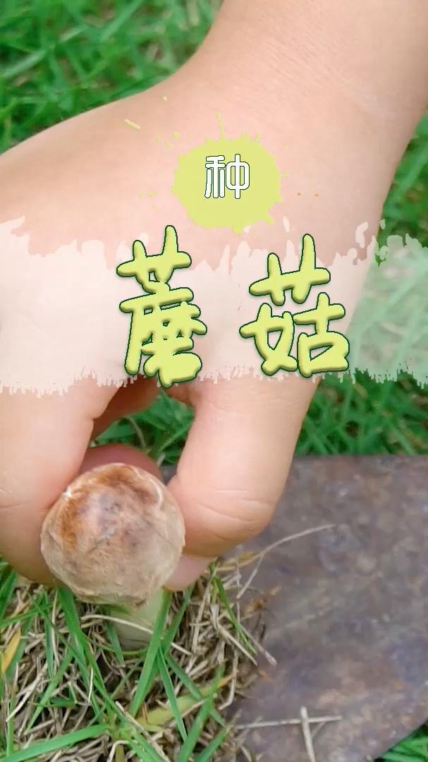 蘑菇的一生,感动哭了